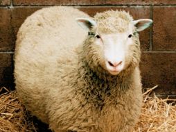 El año 2003 es sacrificada la oveja ''Dolly''. ARCHIVO /