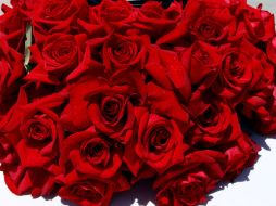 Las flores recorrerán un argo camino para llegar a los corazones de Norteamérica. ARCHIVO /