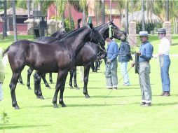 Oportunidad. Este festival permitirá un encuentro con especialistas de ocho países.  /