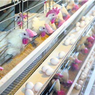 Culpan a especuladores por aumento en el precio del huevo