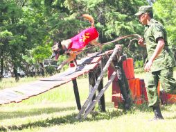 Habilidades especiales. Uno de los perros del escuadrón canino hace una demostración de las tareas para las que fue entrenado. EL INFORMADOR /