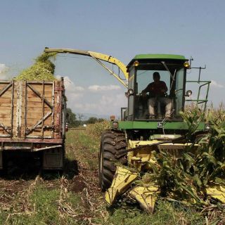 Buscan darle salida a 500 mil toneladas de maíz