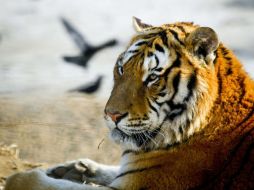 Según el último censo oficial, en las regiones del Lejano Oriente Ruso viven unos 450 tigres siberianos. ARCHIVO /