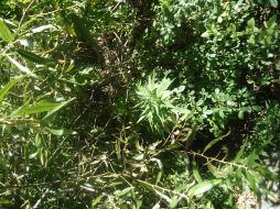 La destrucción es producto de un trabajo de inteligencia e investigación de campo. ARCHIVO /