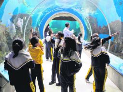 Hasta que duela el cuello. Peces rodean a un grupo de visitantes escolares, en el Acuario. EL INFORMADOR /