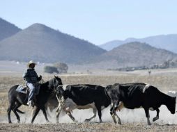 El sector prepara plan para posicionar a nivel nacional el campo, en el tema de los granos, carne, leche y huevos. ARCHIVO /