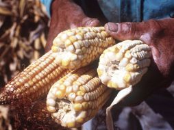 Salazar Arriaga exhortó a los maiceros a ''iniciar acciones para reconvertir el maíz blanco por amarillo''. ARCHIVO /