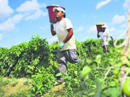 Siembra productiva. Los cultivos de jitomate se incrementaron en enero, afirma la Sagarpa. NTX /