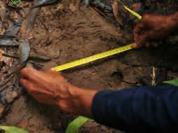 La ubicación exacta de las huellas no ha sido revelada por temor a la caza furtiva. EFE /