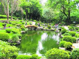 Oasis. El Jardín Japonés es uno de los sitios más visitados en el Bosque de Los Colomos; peces y tortugas abundan ahí.  /