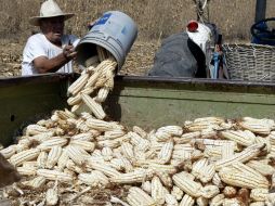 ‘’El gobierno del Estado tiene 208 millones de pesos para el Programa de Apoyo a Productores’’ asegura Salvador Zamora. ARCHIVO /