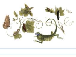 La metamorfosis de una mariposa, una ''guía'' de Google para recordar a Sibylla Merian. ESPECIAL /