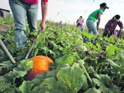 POLÉMICA. Grupos sindicales acusan a los productores de presionar para bajar los salarios de los trabajadores agrícolas. AFP /