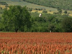 Destacan que ninguno de los problemas agrarios en el Estado registran alto nivel de peligrosidad. ARCHIVO /