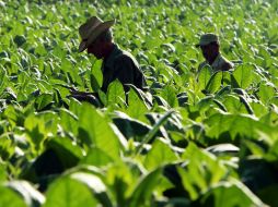 En 2012 el subsector agrícola genera 233 millones de toneladas con valor de 410 mil millones de pesos. ARCHIVO /