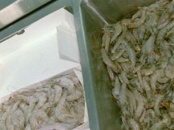 El Síndrome de la Mortalidad Temprana afecta al camarón de países asiáticos. ARCHIVO /