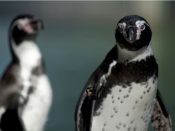 El Zoológico Nacional de Chile ha logrado reproducir seis pingüinos en cautiverio. AFP /