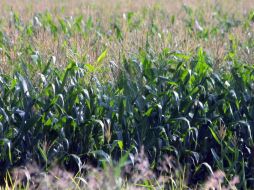 Con este pacto se garantizará que los agricultores no tengan dificultades para encontrar compradores. ARCHIVO /