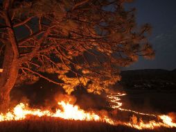 Concluyen en que la mayoría de la superficie afectada es arbolado enfermo, pastizal y zonas herbáceas.  /