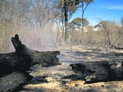 CENIZAS QUEDAN. Panorama que presentan decenas de hectáreas tras el arrase de las llamas en el Bosque La Primavera. EL INFORMADOR /