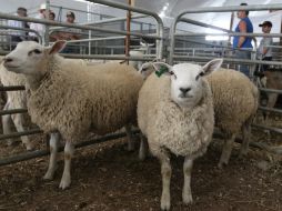 En el centro se generará información precisa de los 125 municipios de Jalisco con potencial productivo. ARCHIVO /