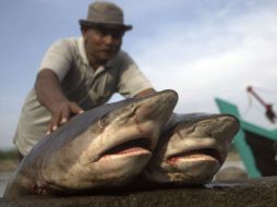 Su desaparición no sólo tiene un impacto biológico, sino también cultural en las poblaciones del Pacífico. ARCHIVO /