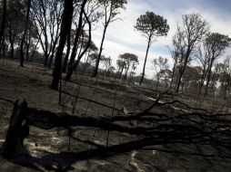 El Bosque La Primavera es una de las zonas que son afectadas por incendios. ARCHIVO /
