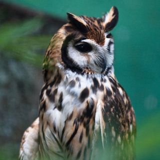 Un arca de Noé en el Líbano