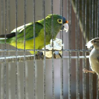 Rebasa a Semarnat rehabilitación de animales traficados