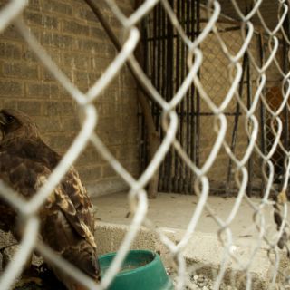 Sin fecha de salida, dan albergue a 600 animales