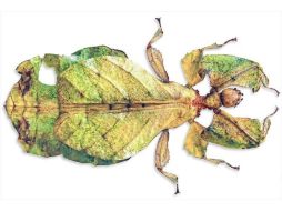 Un curioso ''bicho horripilante'' que, tras las explicaciones de los entomólogos, es reivindicado. EFE /