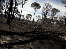 Salvo una detención y ciertos citatorios a brigadistas que atacaron las llamas en esas fechas, no se ha hecho más. ARCHIVO /