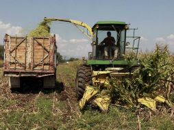 La compra de este insumo es para este ciclo primavera-verano 2013. ARCHIVO /