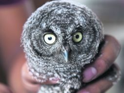 En resguardo. En el CIVS de Jalisco se encuentran cuatro búhos en rehabilitación, pero sólo uno de ellos podrá volver a su hábitat. EL INFORMADOR /