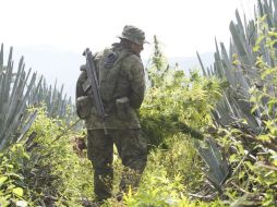 Por otra parte, los militares informaron que incineraron 437 plantíos de mariguana, sembrados en una superficie de 79 hectáreas. ARCHIVO /