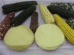 Entre los proyectos que presentará el Cinvestav se encuentra la generación de maíz resistente a la sequía y el frío. ARCHIVO /