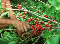 La cafeína fue decisiva para la calidad de los óvulos usados, publicó la revista Nature. ARCHIVO /