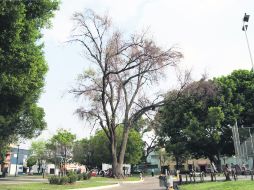Autoridades advierten que durante el temporal, cientos de árboles podrían dañar casas, vehículos e incluso personas. EL INFORMADOR /