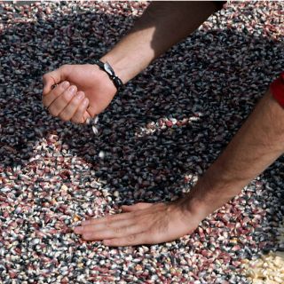 El FARAJAL define acciones en pro de los productores de maíz