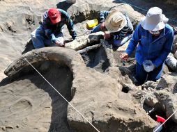 Grigóriev reconoce que pocos creen que sea posible hallar células en buen estado 10 mil años después de la muerte de un ser vivo. ARCHIVO /