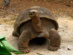 ''Pepe el Misonero'', un macho de unos 63 años, ajeno al interés que despierta entre los turistas que le visitan. EFE /