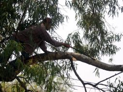 Señalan que los árboles riesgosos se cortan, pero primero se trata de rescatarlos con una poda de balanceo. ARCHIVO /