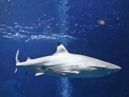 El tiburón de punta blanca es una de las 300 especies que quedaron protegidas e inscritas en los artículos. ARCHIVO /
