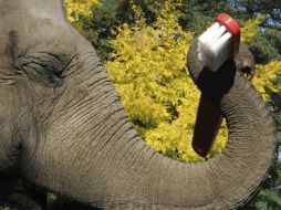 Lavarse los dientes al término de cada alimento, al despertar y dormir, es una acción que debe ser un hábito casi obligado. ARCHIVO /
