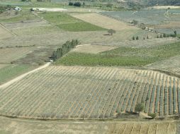 Buscan fortalecer las cadenas de producción, la generación de empleos y la comercialización nacional e internacional de agroalimentos. ARCHIVO /
