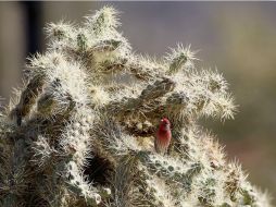 El compuesto trabaja destruyendo las neuronas que son responsables del dolor inflamatorio. ARCHIVO /