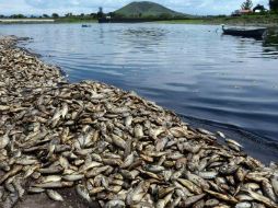 Fue declarada la contingencia ambiental en el lugar tras el derrame. Toneladas de peces murieron. NTX /