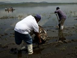El gobierno de Acatlán se encargará de la limpieza del río San Antonio, dónde procedió la melaza.  /