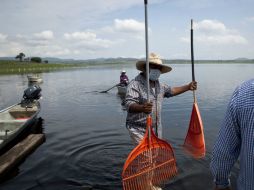 El vaso lacustre continúa registrando peces muertos por el derrame de melaza. ARCHIVO /