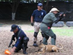 Actualmente, los perros entrenados en el país se utilizan casi exclusivamente para la búsqueda de sustancias ilegales y explosivos.  /